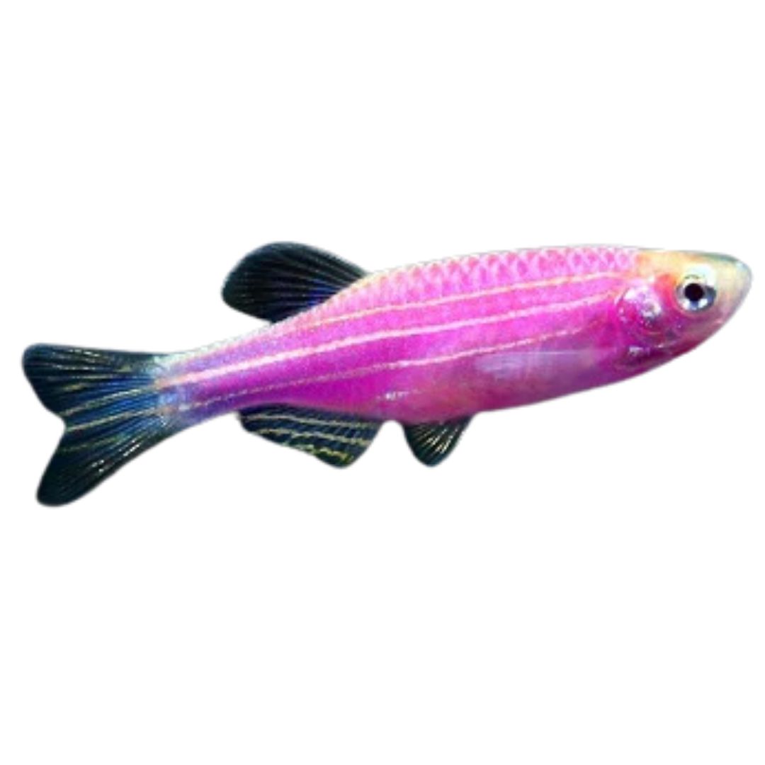 Danio Glofish