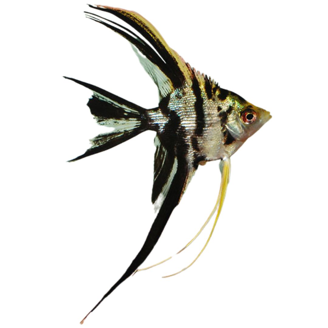 Fancy Angel Fish