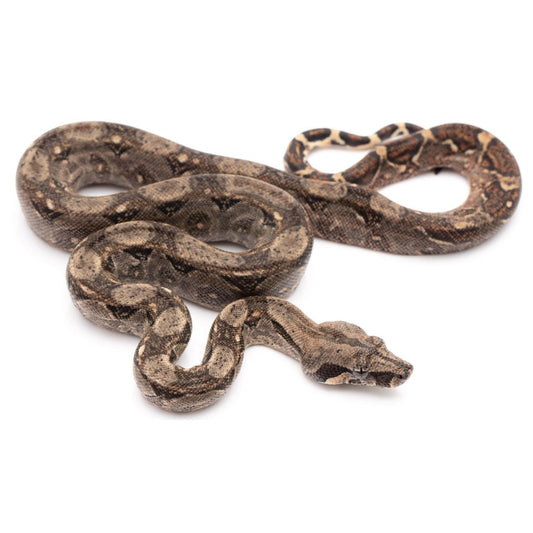 Juvenile Nicaraguan Boa