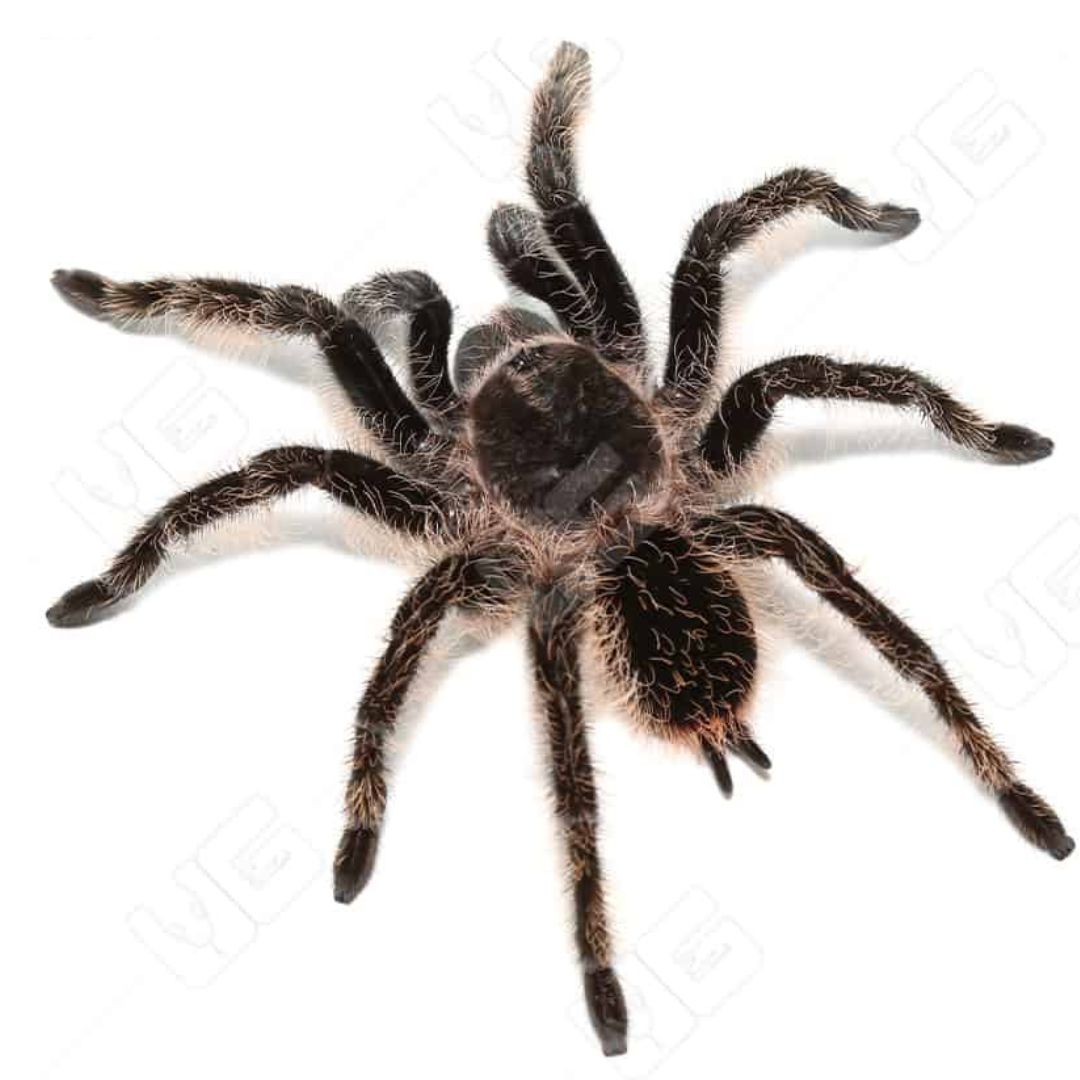 Curly Hair Tarantula