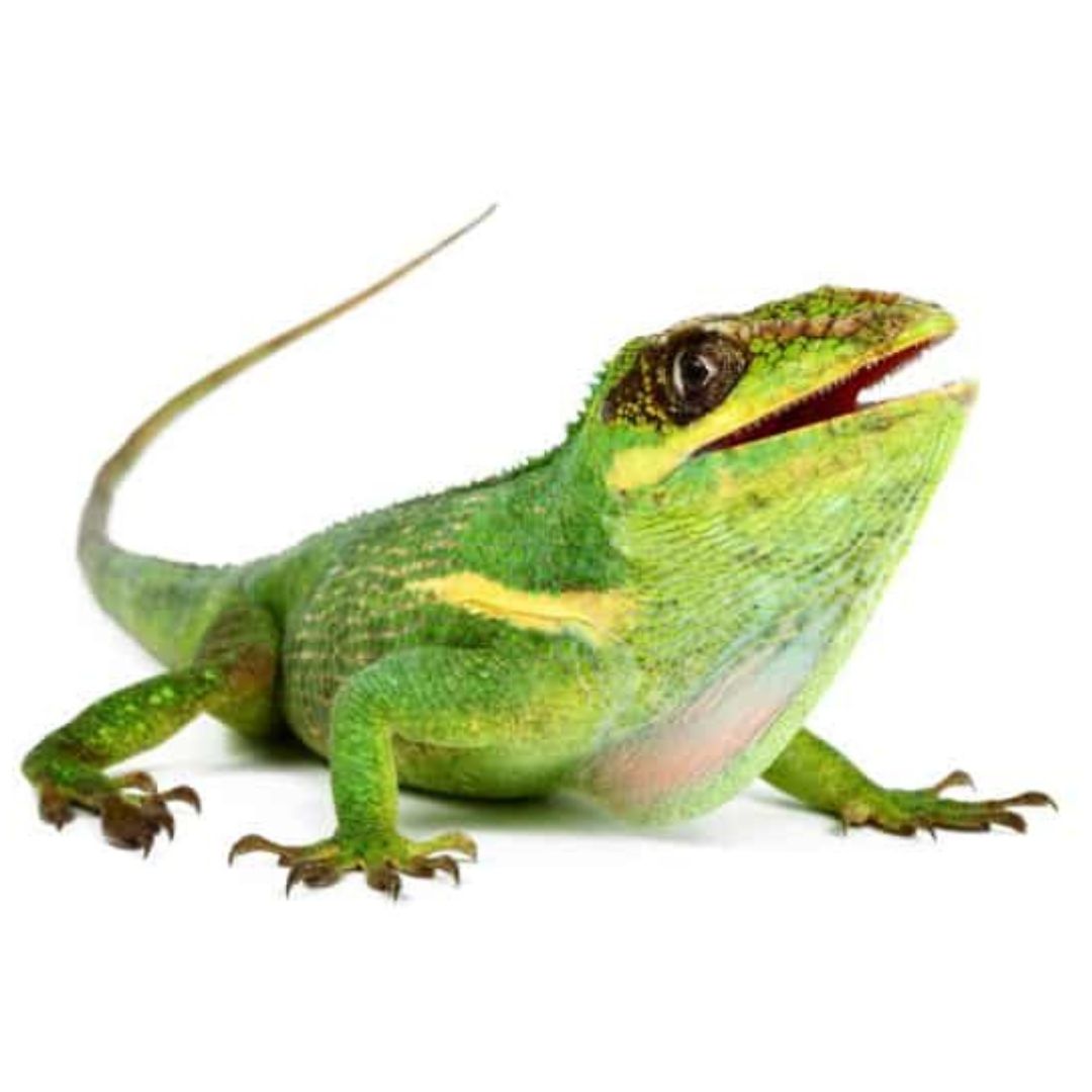 Cuban Knight Anole