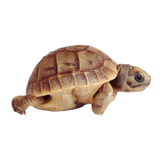 Spur Thigh Tortoise