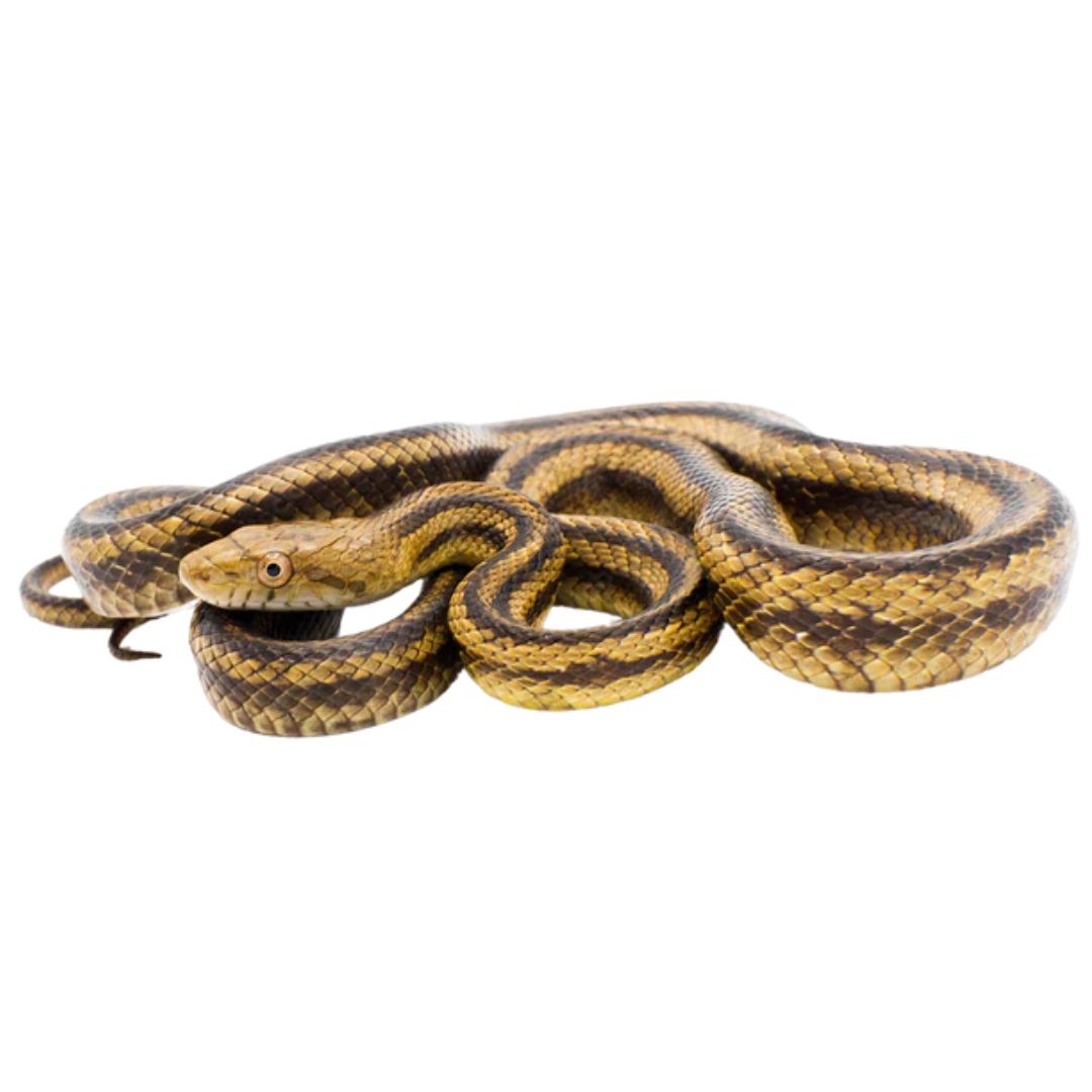 Eastern Rat Snake