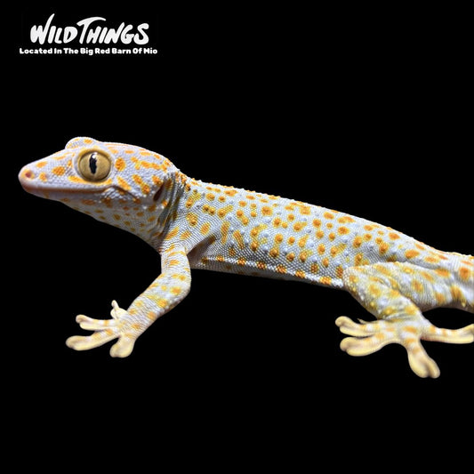Tokay Gecko