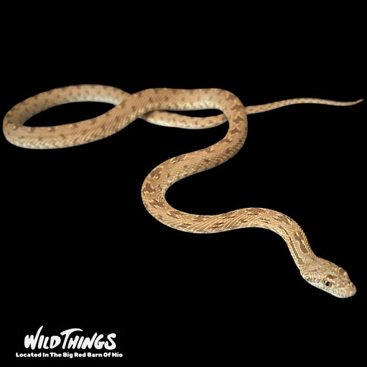 Diadema Rat Snake