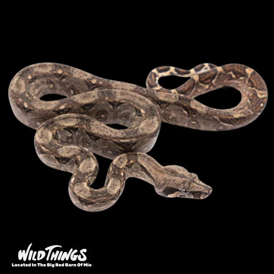 Juvenile Nicaraguan Boa