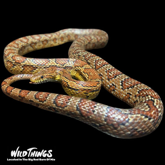 Large Corn Snake