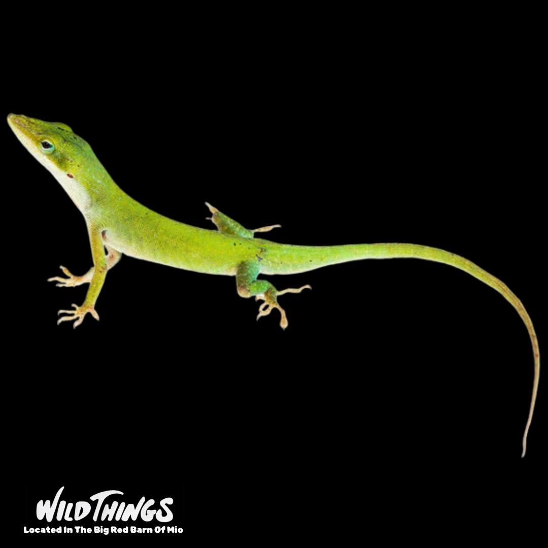 Giant Green Anole