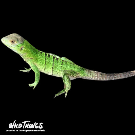 Black Spiny-Tailed Iguana