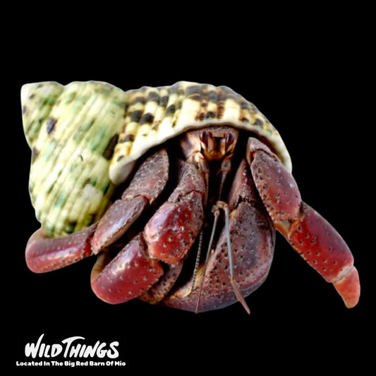 Haiti Hermit Crab