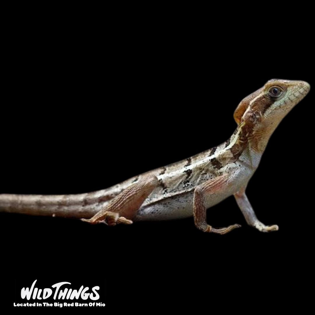 Juvenile Brown Basilisk