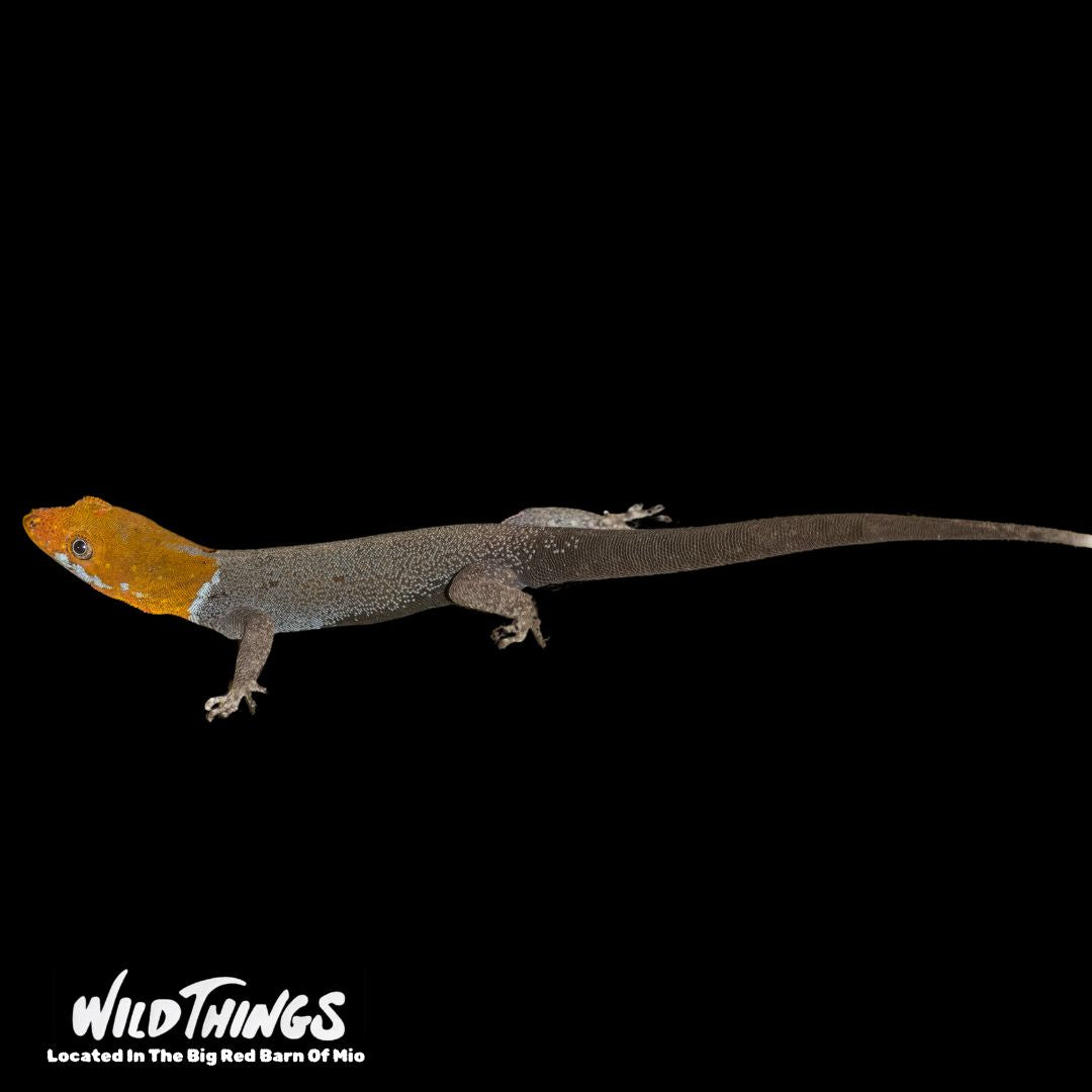 Juvenile Yellow Headed Gecko