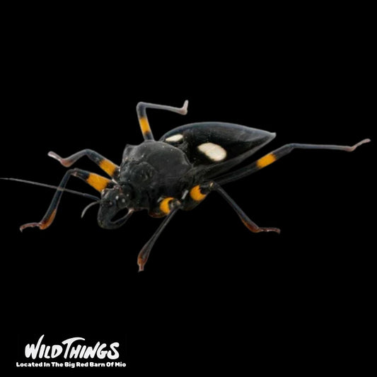 Assassin Bug