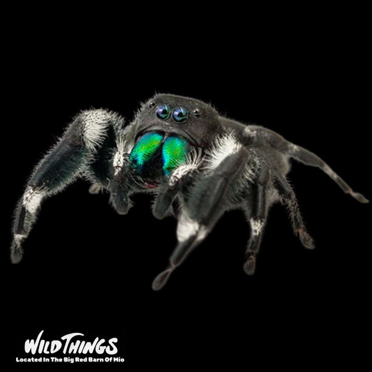 Jumping Spider