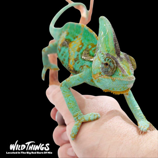 Adult Veiled Chameleon