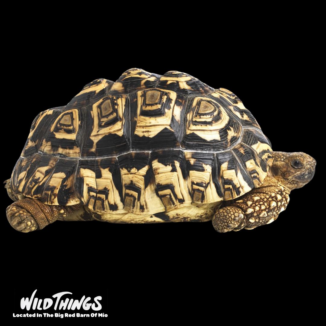 Leopard Tortoise