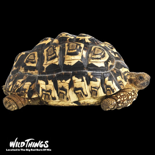 Leopard Tortoise