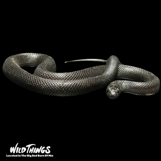 Mexican Black King Snake