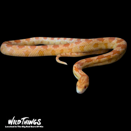 Albino Corn  Snake