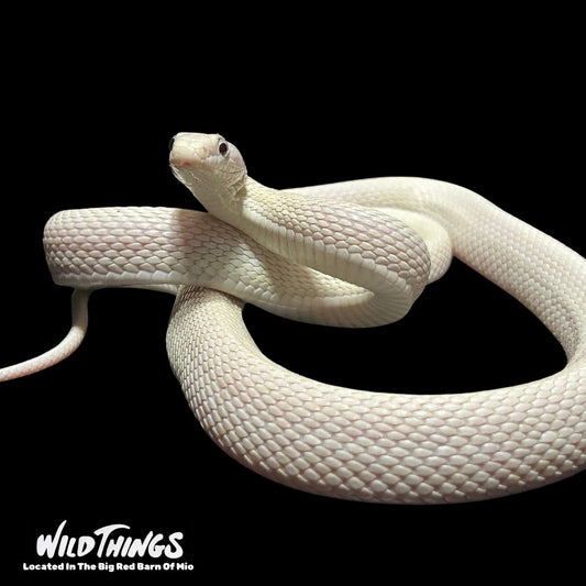 Albino Rat Snake