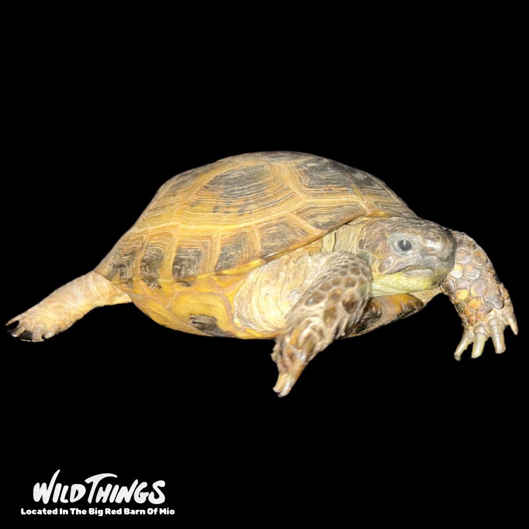 Russian Tortoise