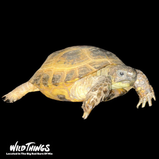 Russian Tortoise