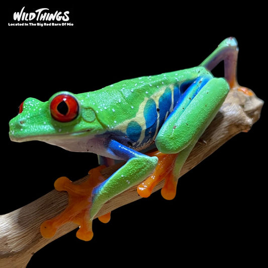 Red Eyed Tree Frog