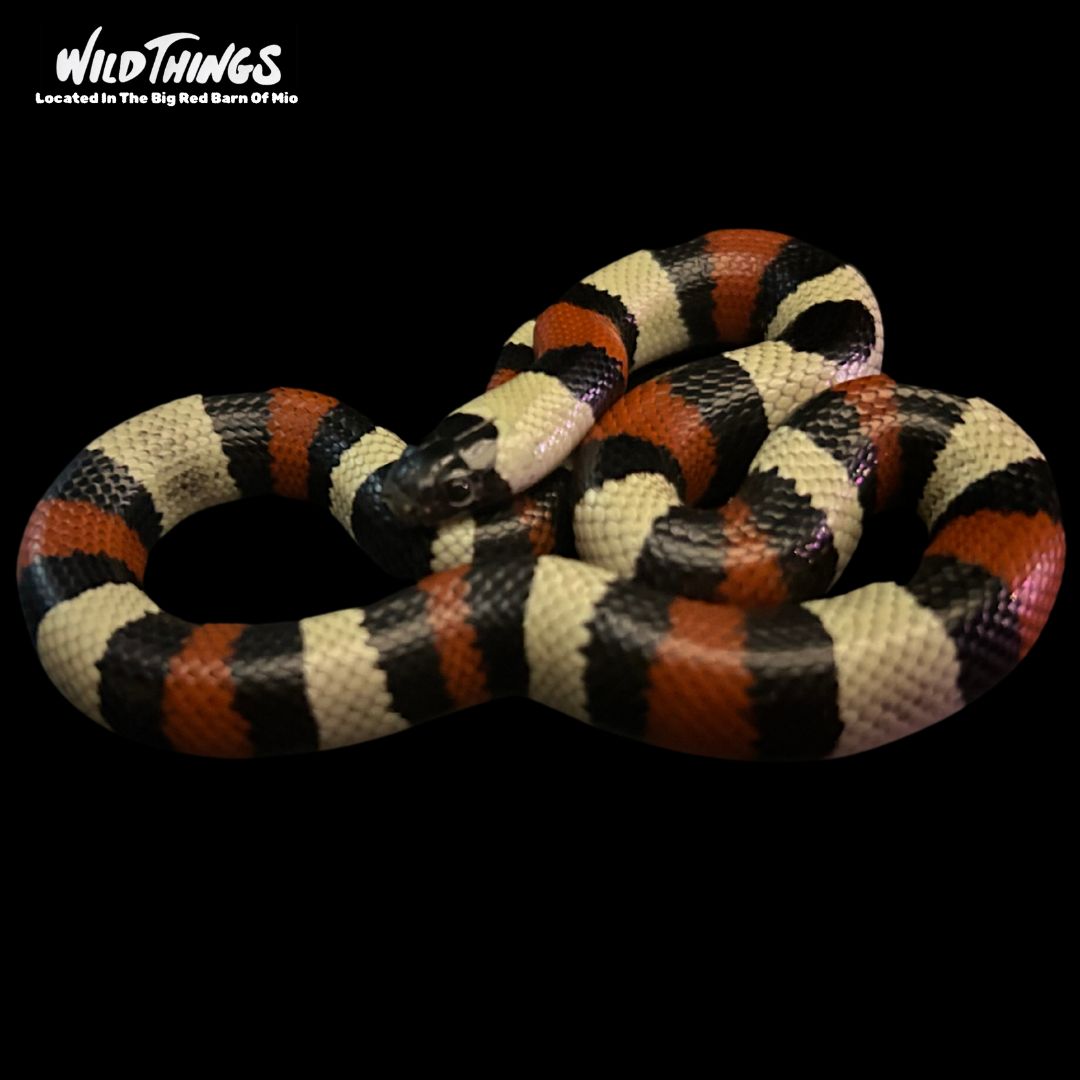 Publean Milk Snake