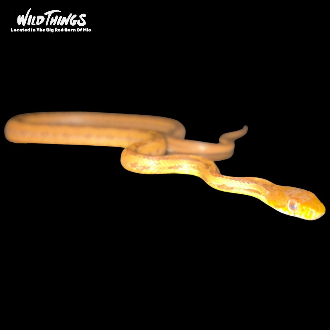 Eastern Rat Snake