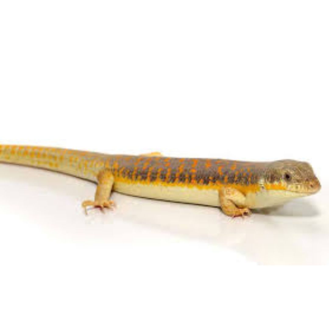 Schneiders Skink