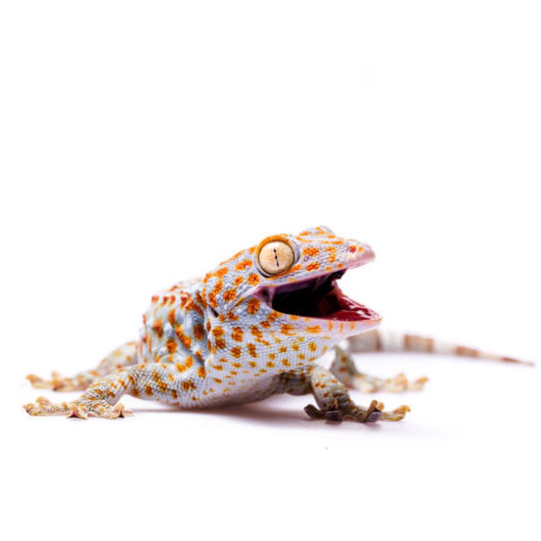 Tokay Gecko