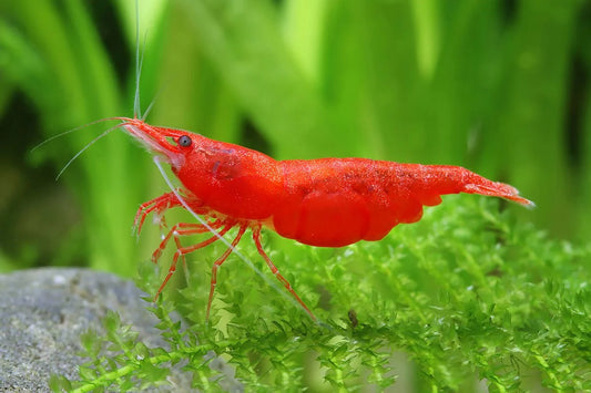 Cherry Shrimp