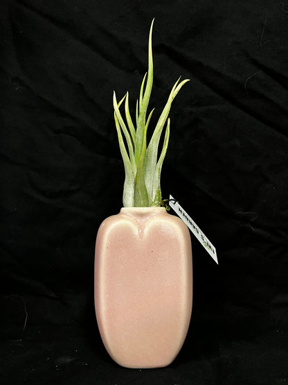 PASSION VASE 5″ WITH AIR PLANT