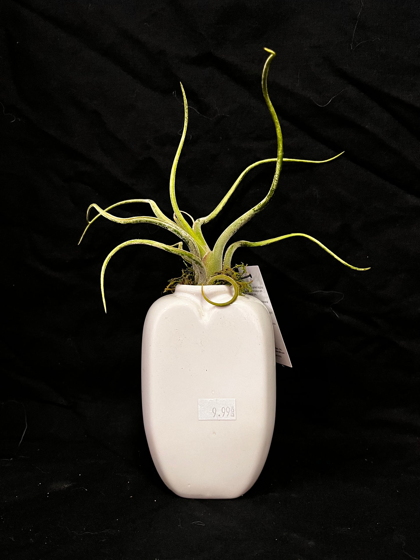 PASSION VASE 5″ WITH AIR PLANT